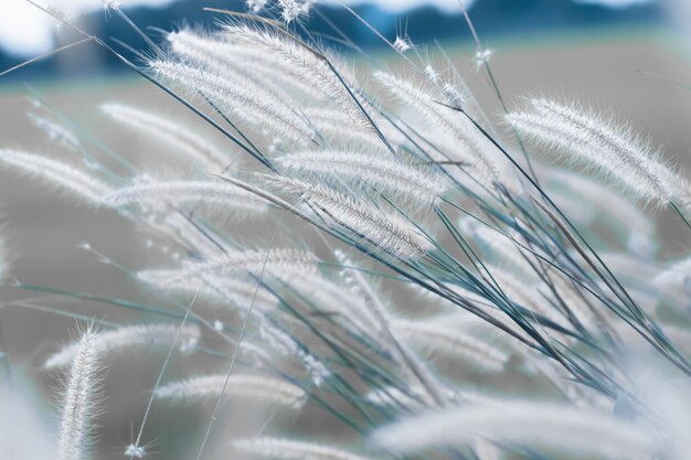 Macro image  Wild grasses at golden summer sunset vintage landscape background