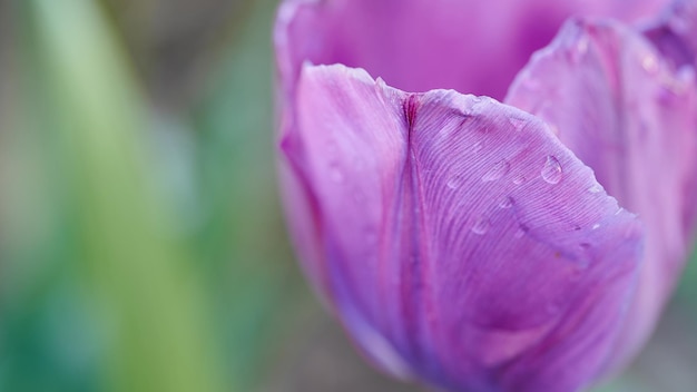 Macro image with purple tulip cup and water droplets