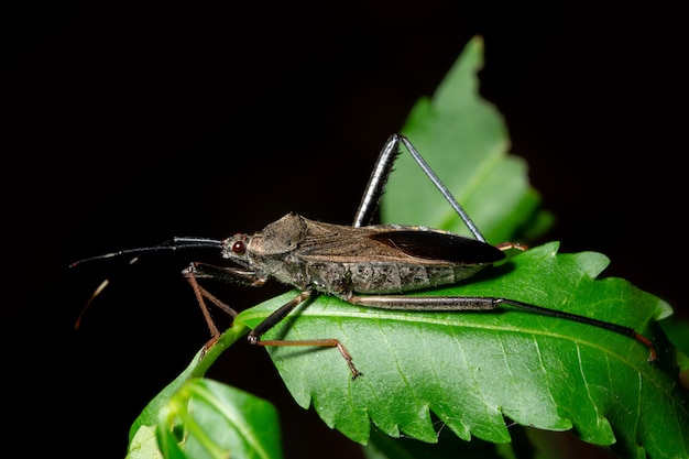 Macro insect Heteroptera