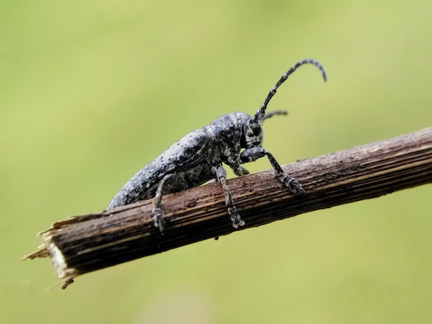 Macro insect lange hoornkever