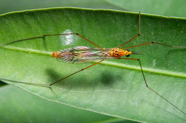 Macro insect legs