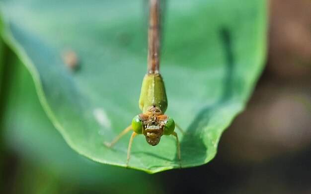 Macro insect photography