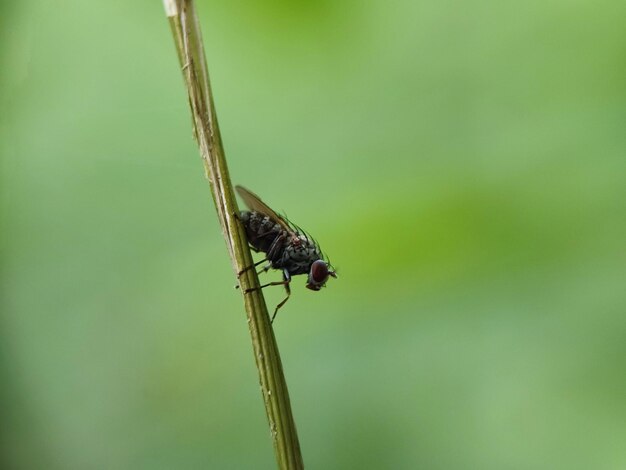 Photo macro insect photography