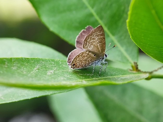 Photo macro insect photography