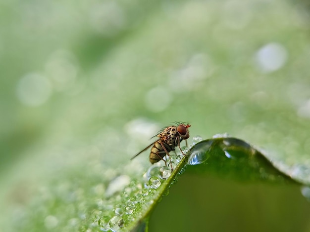 Photo macro insect photography