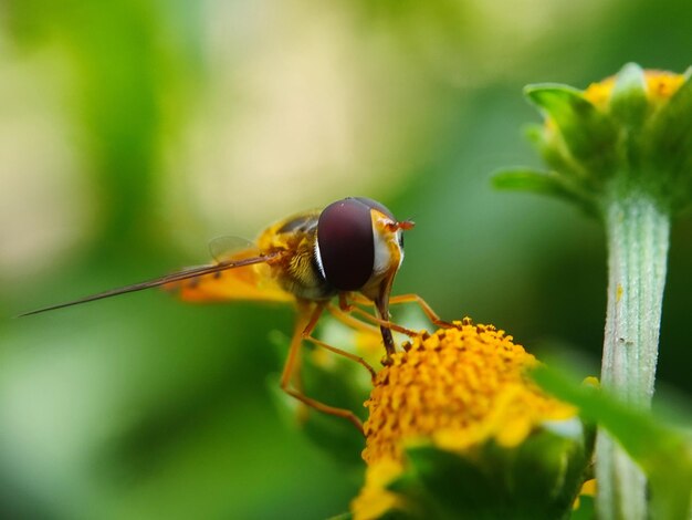 Photo macro insect photography