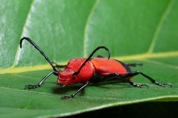 Macro insect Red Cerambycidae