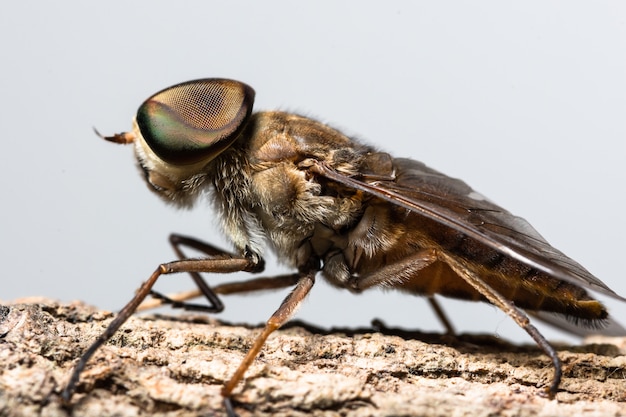 Макро насекомое Tabanus Sulcifrons