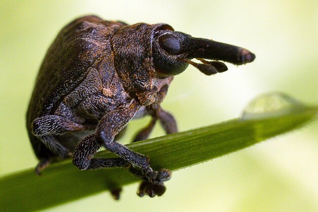 東アフリカのケニアのマクロ昆虫