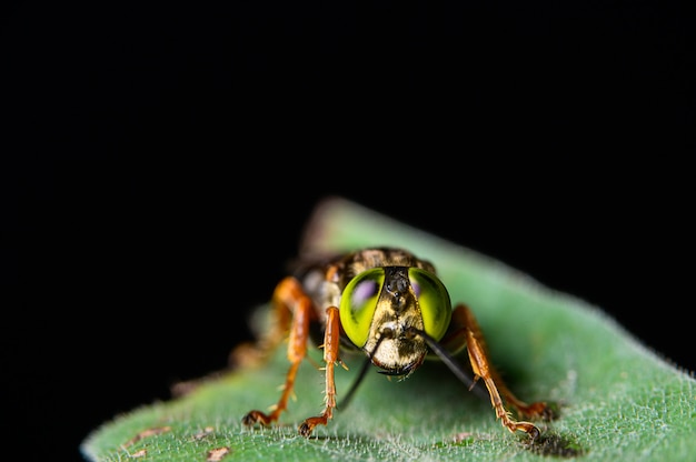 Macro of insects on leaves in nature