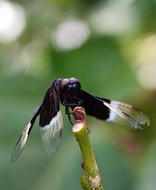 macro insects