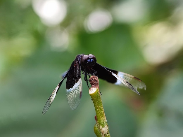 Photo macro insects