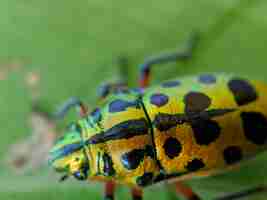 Photo macro of jewel bug insect