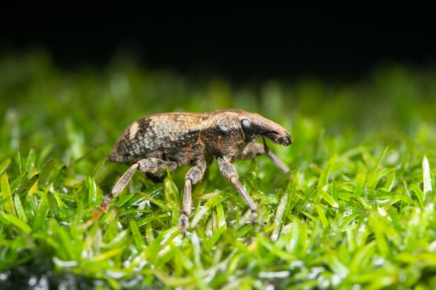 Macro kever op plant