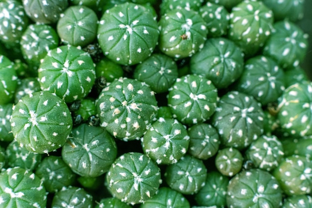 Foto macro kleine cactus planten textuur van bovenaanzicht