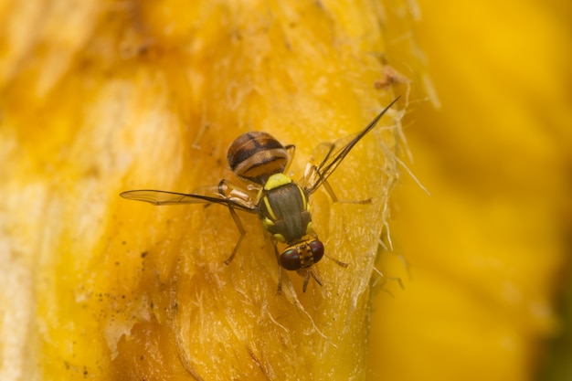 Macro kleine insecten