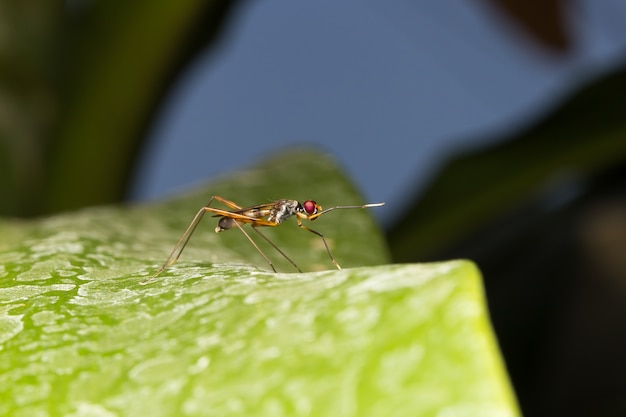 Macro kleine insecten