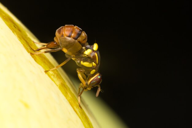 Macro kleine insecten