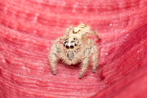 Macro kleine spin