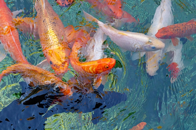 Macro koi fish carps in water