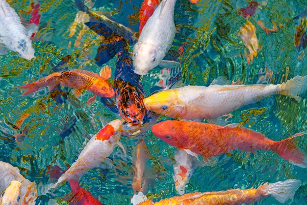 Macro koi fish carps in water