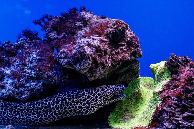 Macro laced moray Gymnothorax favagineus