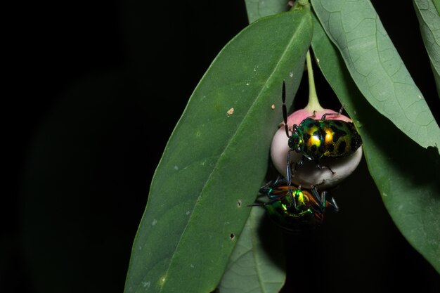 Macro ladybug reddish green.