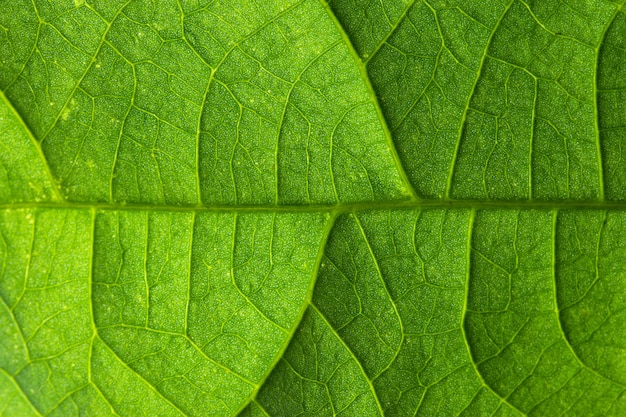 Macro leaf background