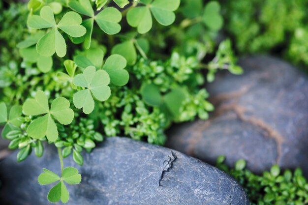 Macro leaf clover in the garden