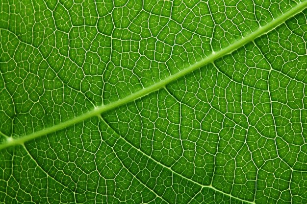 Macro leaf pattern background