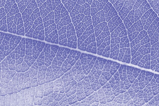 Macro leaf texture purple colorized with beautiful relief facture of plant close up macro photo