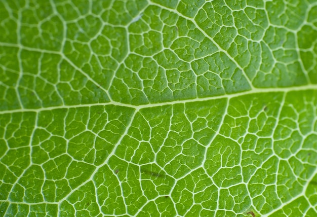 Macro Leaf