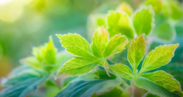 Macro leaves background