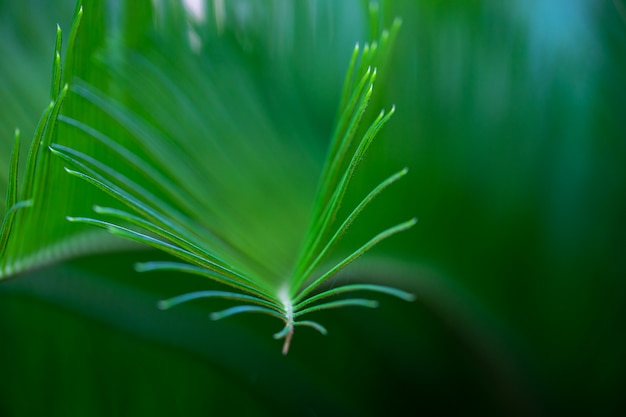 La macro lascia la priorità bassa di verde della palma da sago