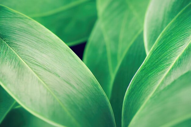 Macro of leaves of tropical plants Tropical green leaves background