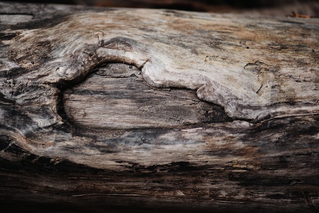 Macro-logboek op rotsen