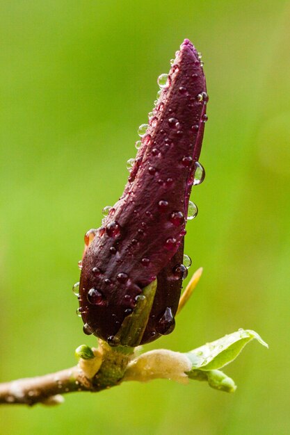 Photo macro magnolia bud covered with drops