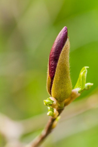 Macro Magnolia knop bedekt met druppels