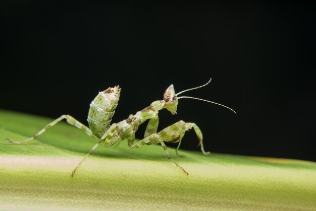 Macro Mantodea op het blad