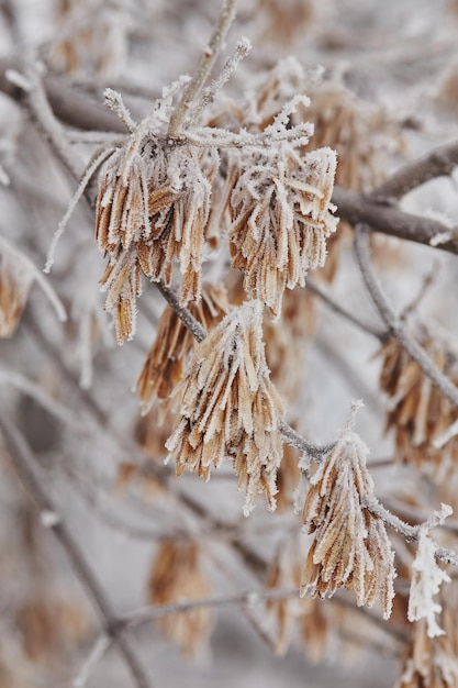 Macro maple seeds on a branch in frost