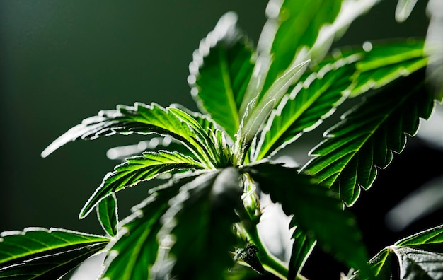 макрос для цветка марихуаны изолирован с темно-зеленым фоном