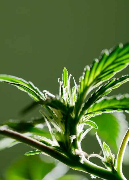 macro for marijuana flower isolated with green background