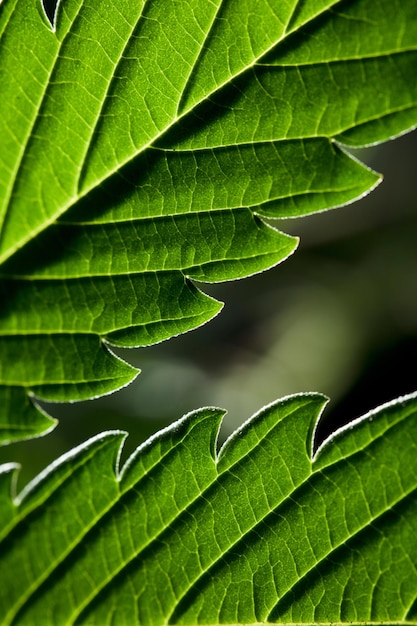 macro marijuana leaf hemp plant black background