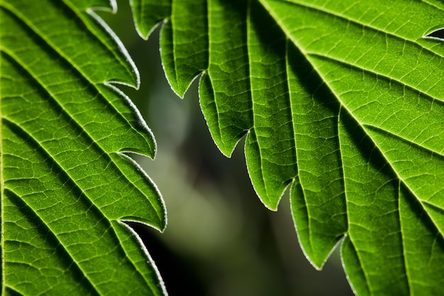 Foto macro foglia di marijuana pianta di canapa sfondo nero