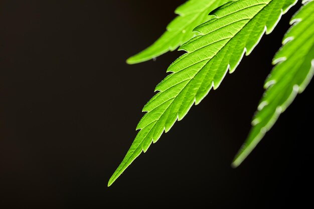 Macro foglia di marijuana pianta di canapa sfondo nero