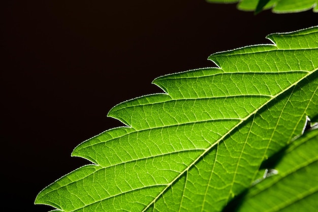 Macro di foglie di marijuana pianta di canapa sfondo nero