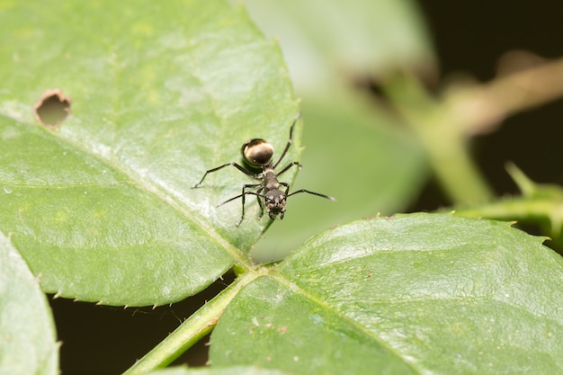 Macro mier op een blad