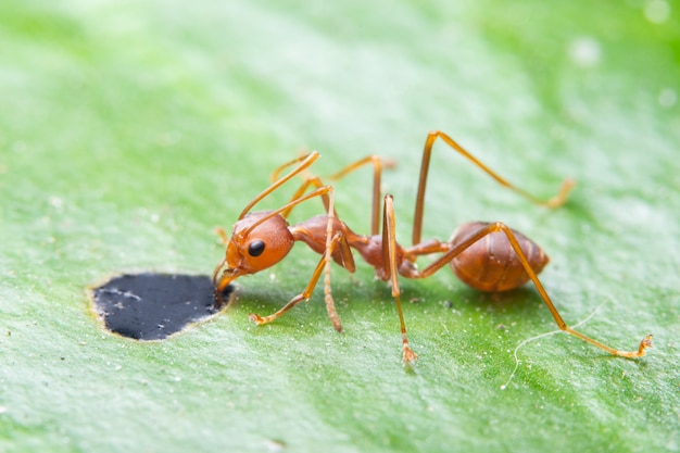 Macro mieren op groene bladeren