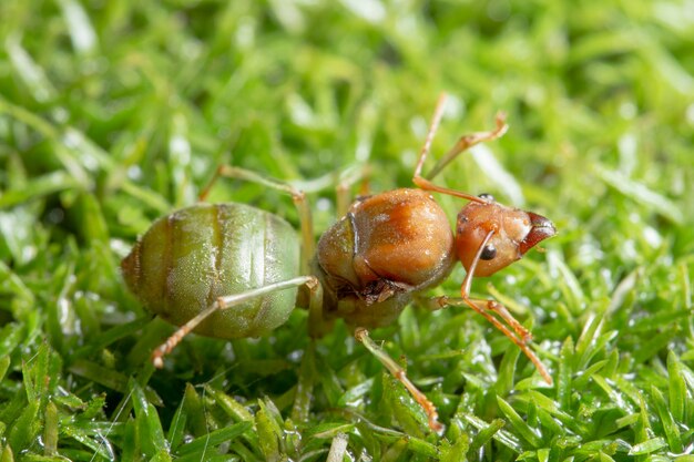 Macro-mieren op planten