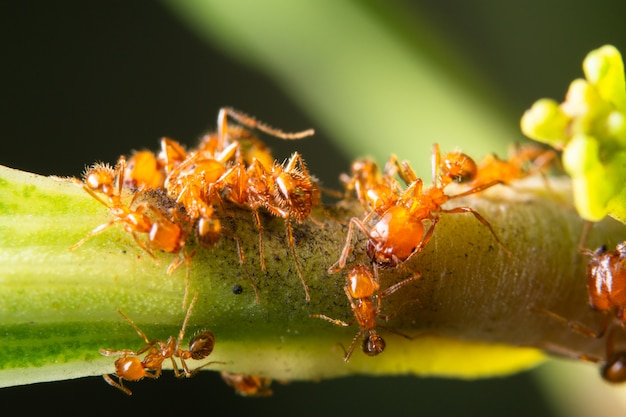 Macro mieren op planten